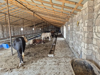 Мангистауская область, Мангистау