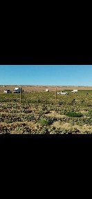 Шаруашылық қожалығы сатылады. Продается крестьянское хозяйство