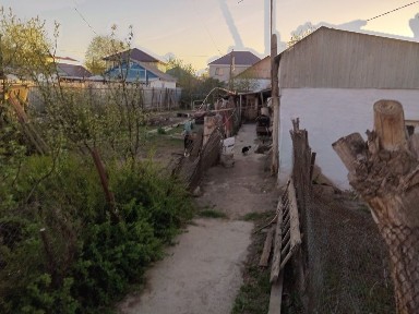 Актюбинская область, Актобе, Акация