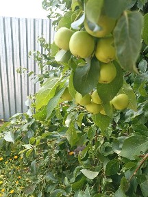 Продам дом с. Жибек жолы