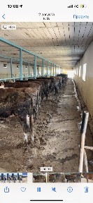 Қора арендаға беріледі откормға қолайлы
